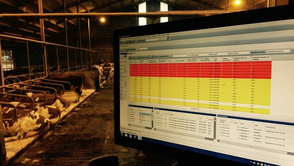 automation-cows
